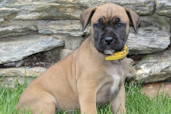 Female-Boerboel-Ivy.jpg