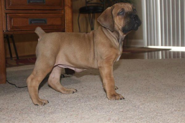 Female-Boerboel-Jannett.jpg