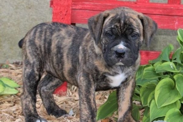 Female-Boerboel-Vera.jpg