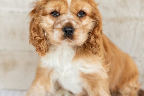 Female Cocker Spaniel (Darcy)