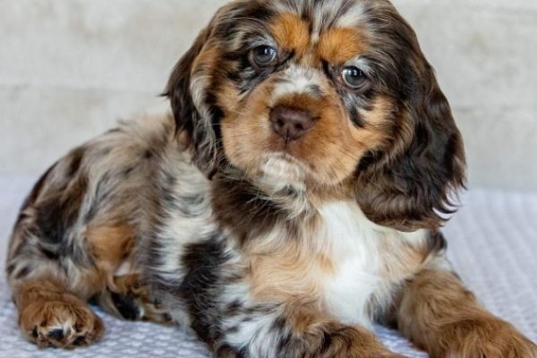 Female Cocker Spaniel (Ivy)