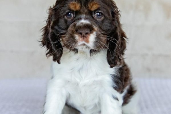 Female Cocker Spaniel (Molly)