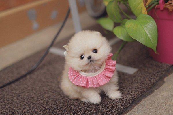 Female-Pomeranian-Kathy.jpg