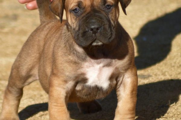 Male-Boerboel-Oscar.jpg