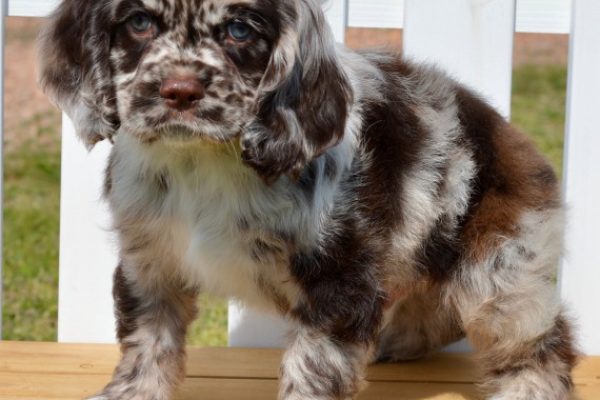 Male Cocker Spaniel (George)