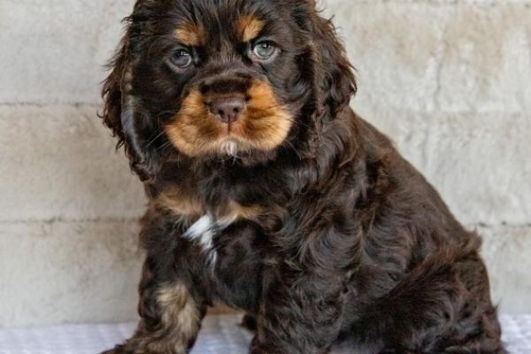 Male Cocker Spaniel (Indy)