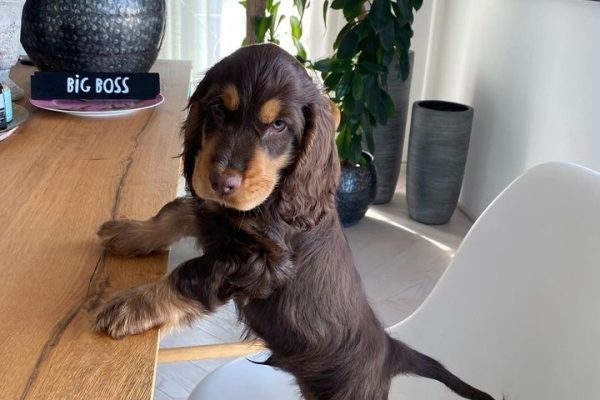 Male Cocker Spaniel (Otto)