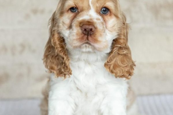 Male Cocker Spaniel (Turbo)