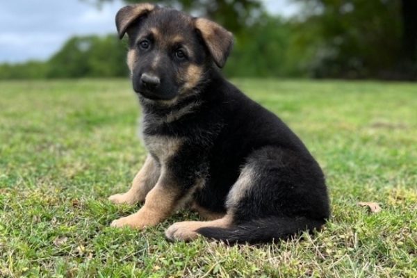 Male-German-Shepherd-Billy.jpg