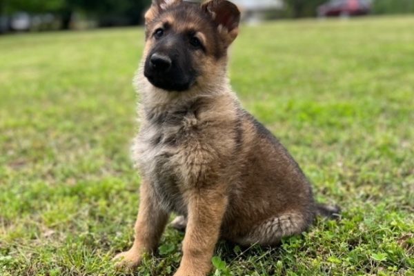 Male-German-Shepherd-Mylo.jpg