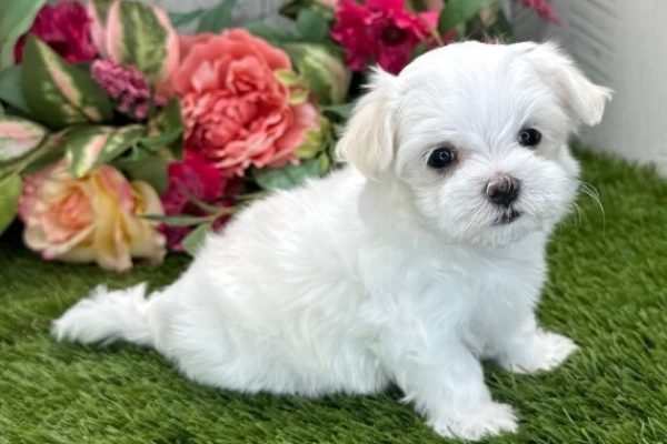 Male-Maltese-Coby.jpg