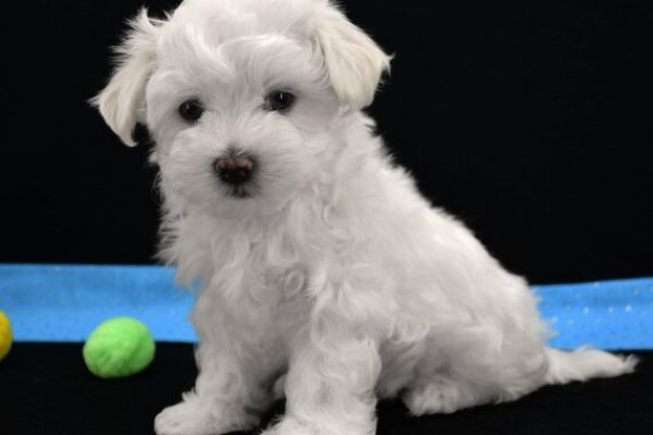 Male-Maltese-Joel.jpg