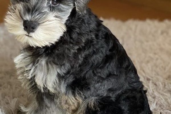 Male-Miniature-Schnauzer-Jamal.jpg