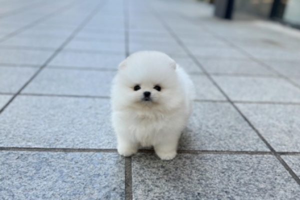 Male-Pomeranian-Kali.jpg