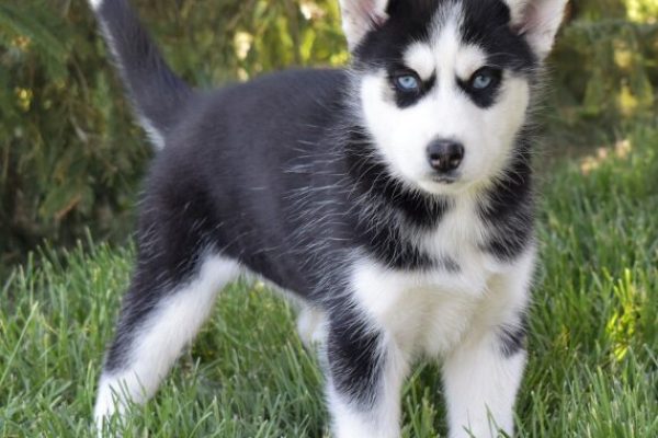 Male-Siberian-Husky-Gabby.jpg