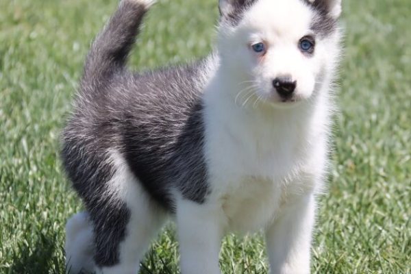 Male-Siberian-Husky-Leo.jpg